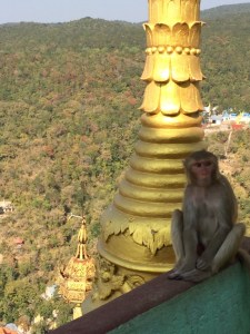 Mt Popa resident - cheeky and quick to relieve tourists of water bottles or bags if they're handy